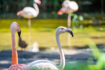 Flamingos in der Wildness in Afrika