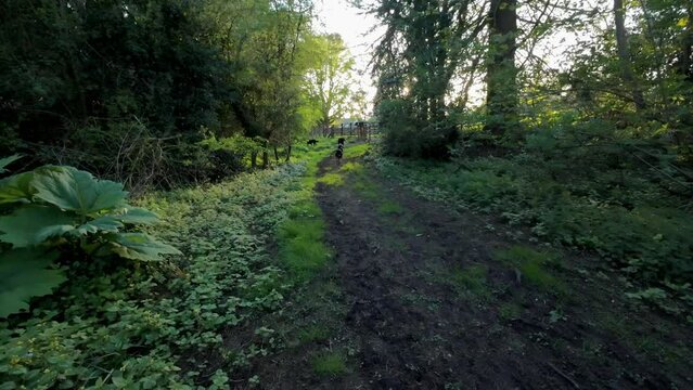Walking through woodland areas with three dogs border collies on a spring day in England. trees and plants beginning to bloom. 4k HDR.