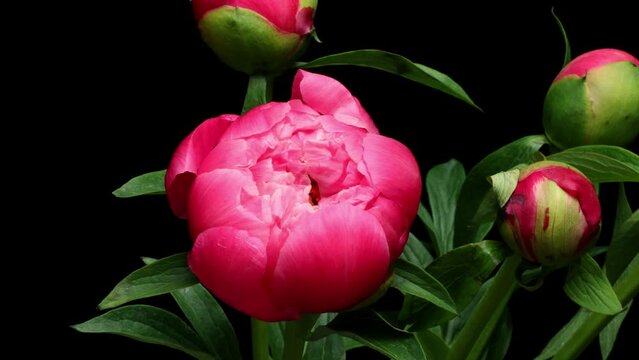 Time-lapse video of pink peony flowers blooming