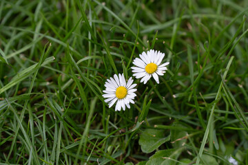 Two daisies (Bellis perennis) in a picturesque lawn. Delicate flowers with pure white petals and bright yellow cores against a background of fresh green grass.