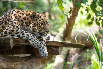 Leopard in der Wildness in Ruanda, Afrika