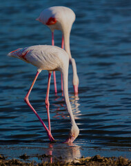 Flamingos, Fuente de Piedra Lagoon