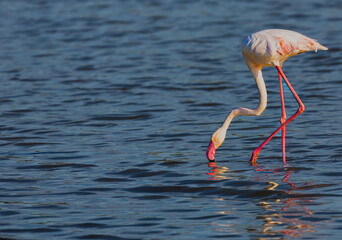 Flamingos, Fuente de Piedra Lagoon