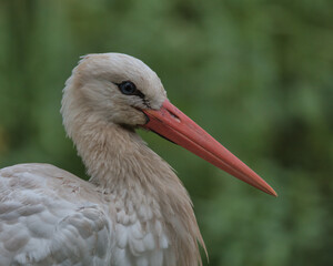 White Stork (Ciconia ciconia)