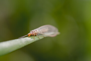 Brown Lacewing on the plant leaf. Selective focus.