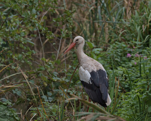 White Stork (Ciconia ciconia)