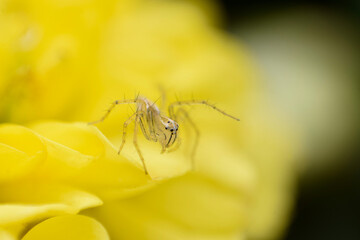 Macro photo of Lynx spider on the petal of yellow colored Chrysanthemum flower