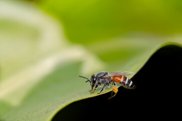 Honey bee at the edge of the plant leaf. Pollen bag of honey bee showing in the photo.
