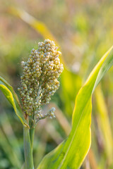 Jowar panicle from the agriculture field with leaf and selective focus during evening light.