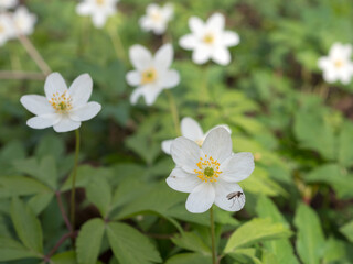 Obraz na płótnie Canvas white anemone flowers in spring