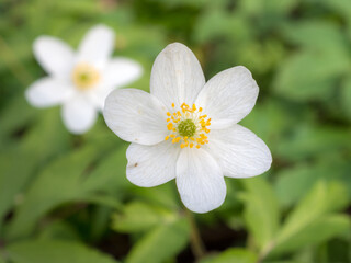white anemone flowers closeup