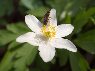 white anemone flower in spring