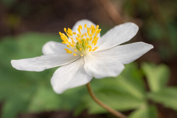 anemone flower closeup