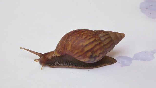 A snail is moving, seen from the side, with a white background