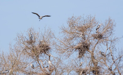 wild bird, great gray heron in flight over nests on a tree in the steppe
