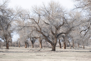 Turanga is a relict tree of the deserts of Kazakhstan; Not far from the village of Zheltorangi there is a whole grove of these trees listed in the Red Book. - obrazy, fototapety, plakaty