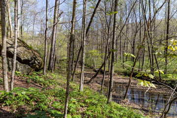 forest in spring