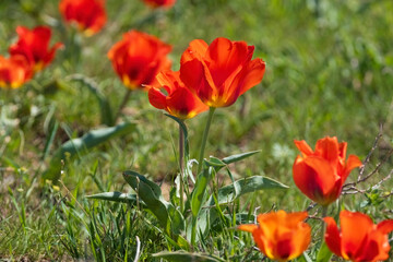 The spring glade red Greig's tulip, Túlipa gréigii, grows in the deserts, steppes and mountains of the Tien Shan in Kazakhstan.