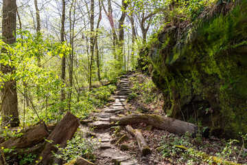 forest in spring with trail