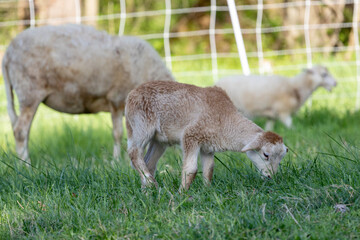 baby goat eating grass
