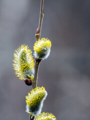 Flowering willow buds. Orthodox symbol. Close-up.