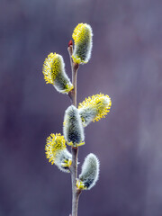 Flowering willow buds. Orthodox symbol. Close-up.