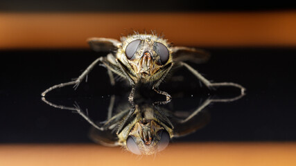 Photo of a fly with reflection close up on the black acrylic glass