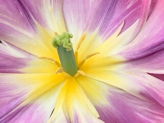 Tulpendetail in lila und gelb