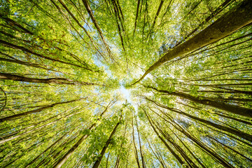 a view up into the trees direction sky - sustainability picture - stock photo - sunstar