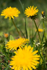 Yellow dandelion flower in lawn. Flowers closeup. Yellow spring flowers macro. Field and meadow background. Spring and summer blossom. Garden plant growth. Sunny wildflowers.