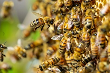 Summendes Leben: Bienenkolonie in der Natur