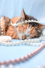 beautiful young tricolor cat sleeps decorated with pearls beads on satin fabric. fashion, vintage...