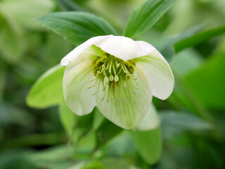 Helleborus orientalis hybrid White Lady - Lenten rose.
Delicate beautiful flowers from mountain meadows in north-eastern Greece, parts of the Caucasus and northern Turkey.