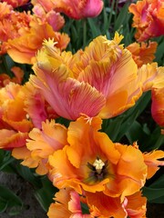 Fototapeta premium Papageientulpen - Sinfonie in orange und pink