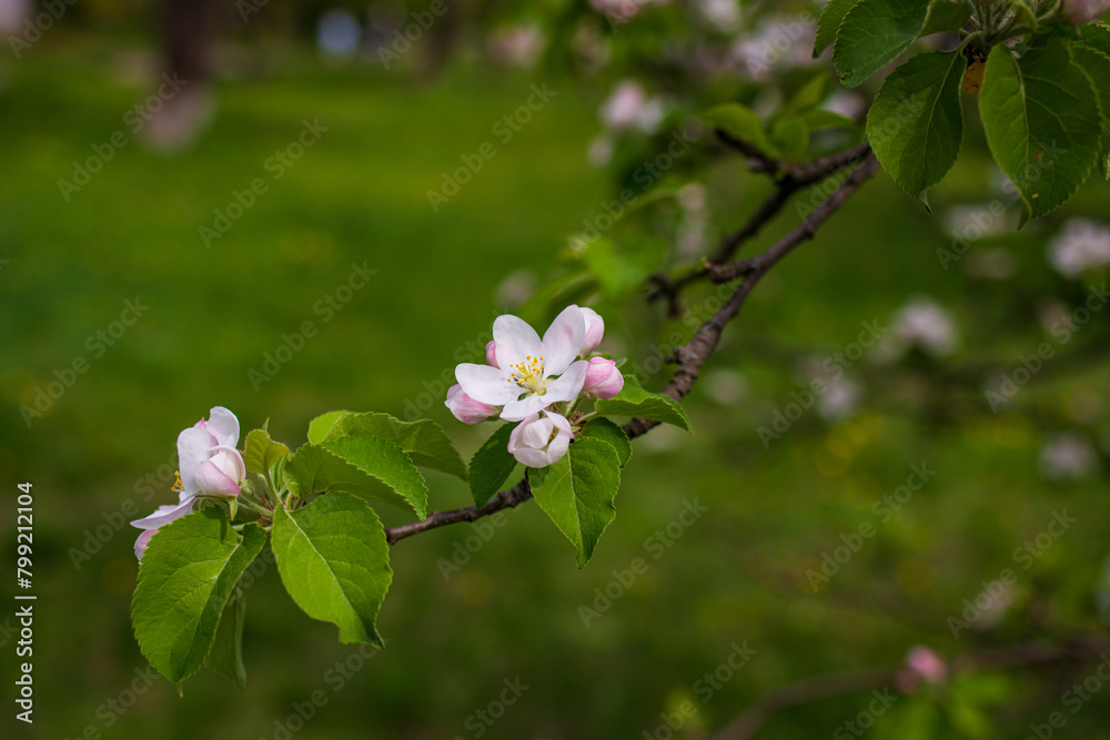 Canvas Prints Blooming apple tree in the spring garden. Close up