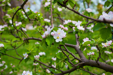 Blooming apple tree in the spring garden. Close up