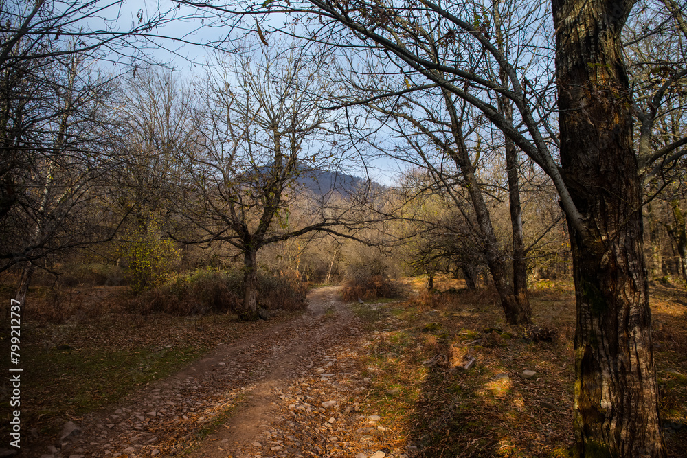 Canvas Prints landscape with beautiful fog in forest on hill or trail through a mysterious winter forest with autu