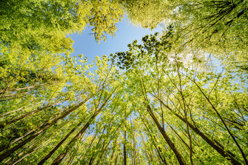 a view up into the trees direction sky - sustainability picture - stock photo - sunstar
