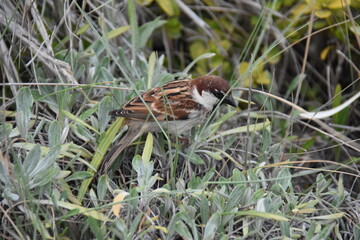 bird on the grass