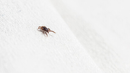eine Zecke (Ixodida) krabbelt auf einem weißem Tuch