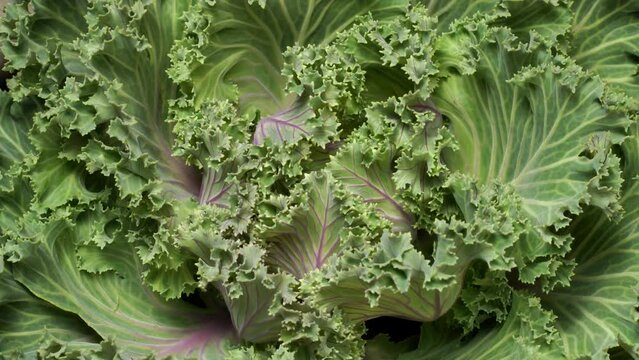 Time-lapse video of ornamental kale growing