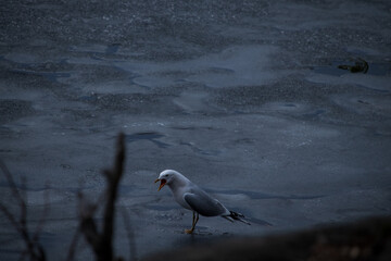 A seagull warning flock about potential dangers on a frosted nordic lake.