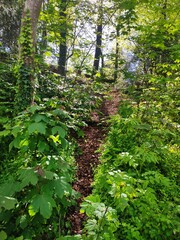 Chemin bien tracé dans un grand parc bien fleuri de nature et de végétation, beaucoup de...