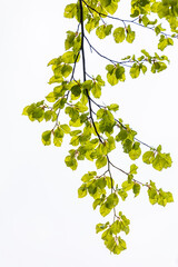 Naklejka premium Spring leafs 