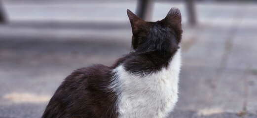 domesticated cat on the street