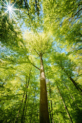 Obraz premium a view up into the trees direction sky - sustainability picture - stock photo - sunstar