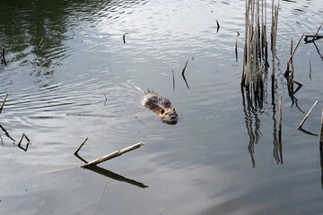 Nutria swimming in water in a pond. We see her head and body.