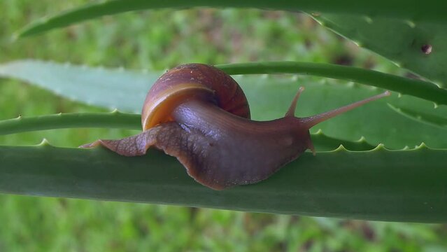 A snail is moving through the thorns on an Aloe Vera leaf, close-up