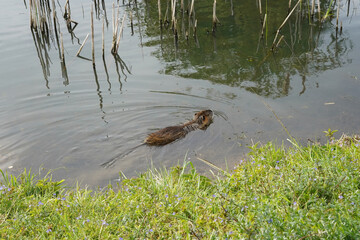 Nutria swimming in the lake. We see her head, body and tail.