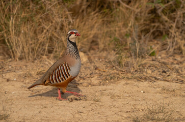 red-legged partridge on the ground